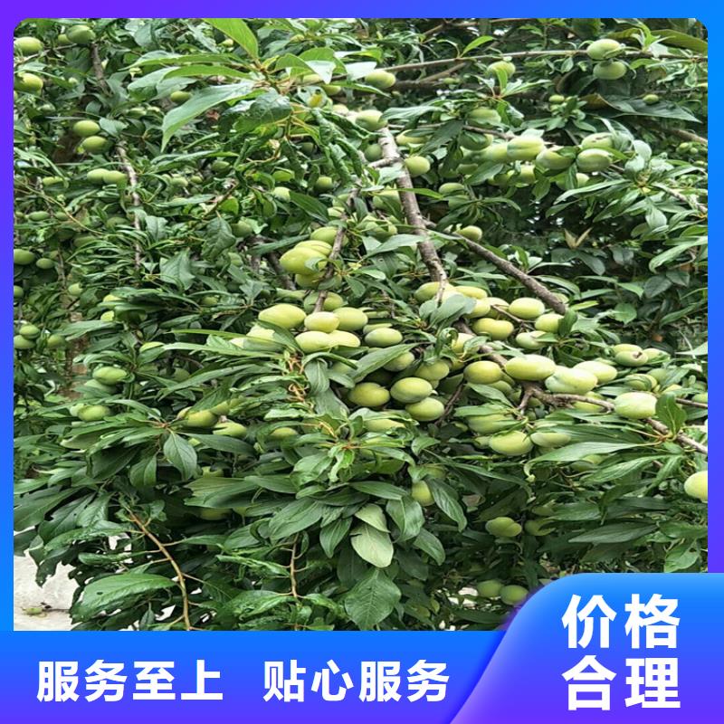 李子-【樱桃苗】追求细节品质-轩园园艺场(遂宁市分公司)