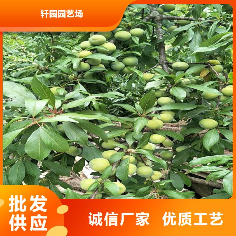 李子梨树苗采购无忧