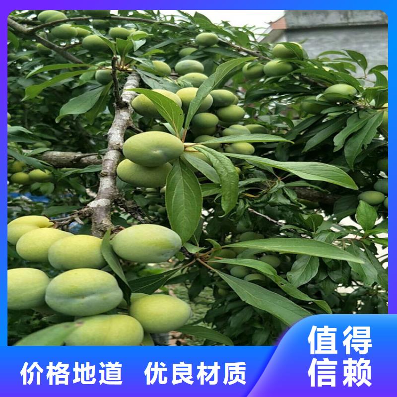 李子杏树苗甄选好物