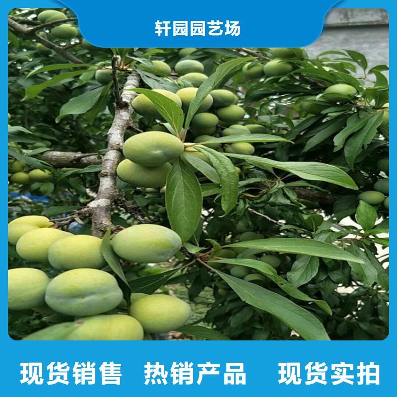 【李子】_北美冬青价格有优势