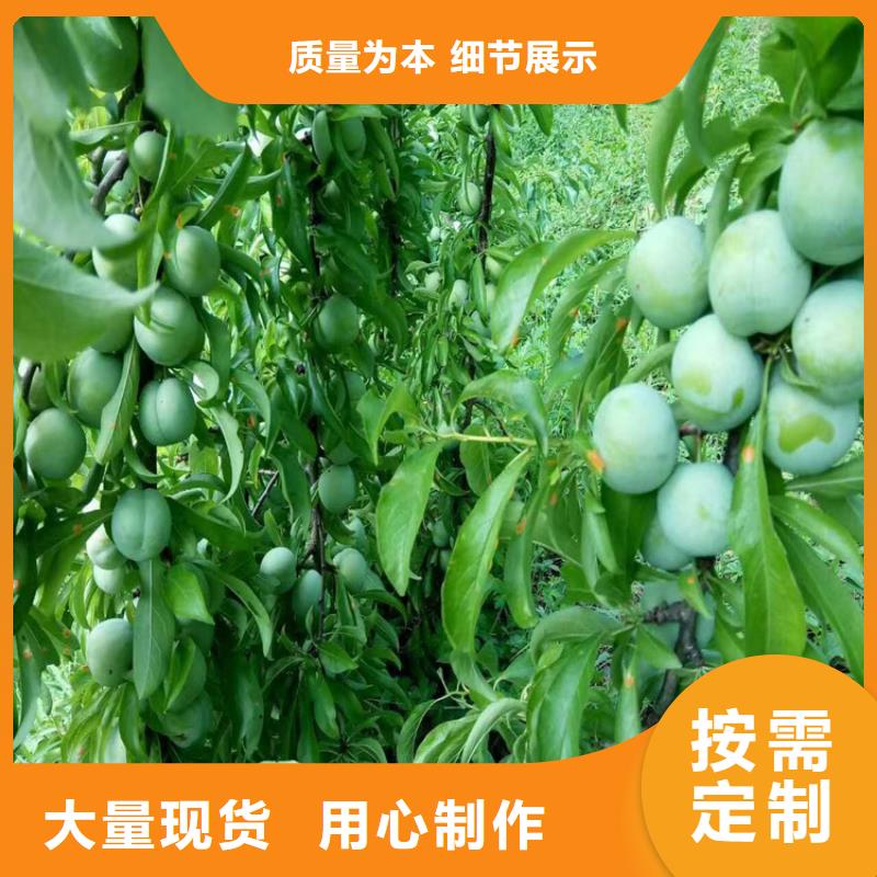 李子,苹果苗可放心采购