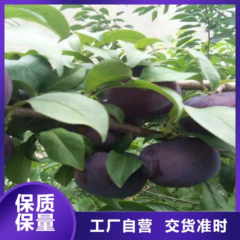 李子石榴树质量三包