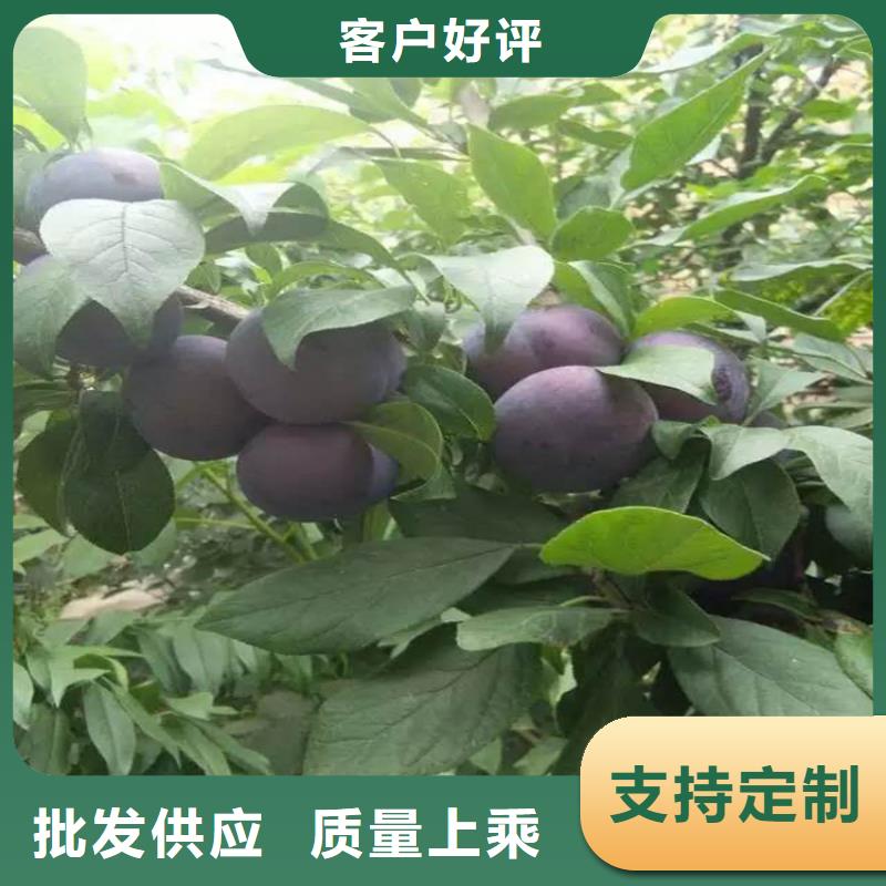 【李子】,桃树苗产品参数覆盖范围含|雨城|荥经|攀枝花|甘孜|宜宾|巴中|自贡|泸州|阿坝