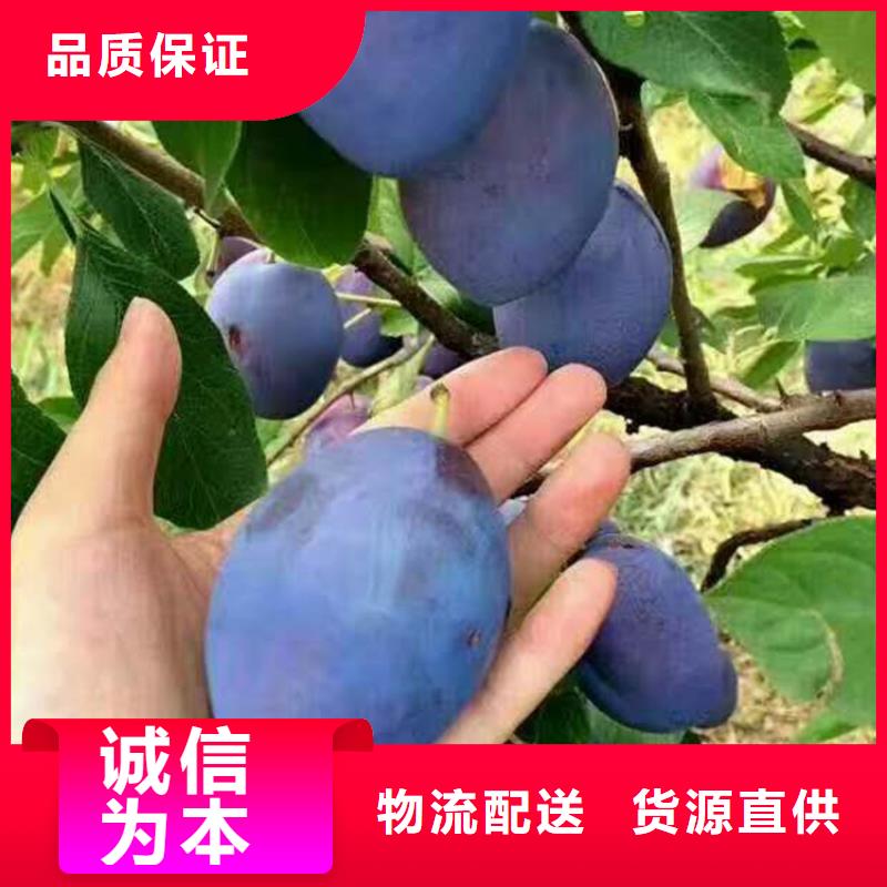 李子杏树苗甄选好物