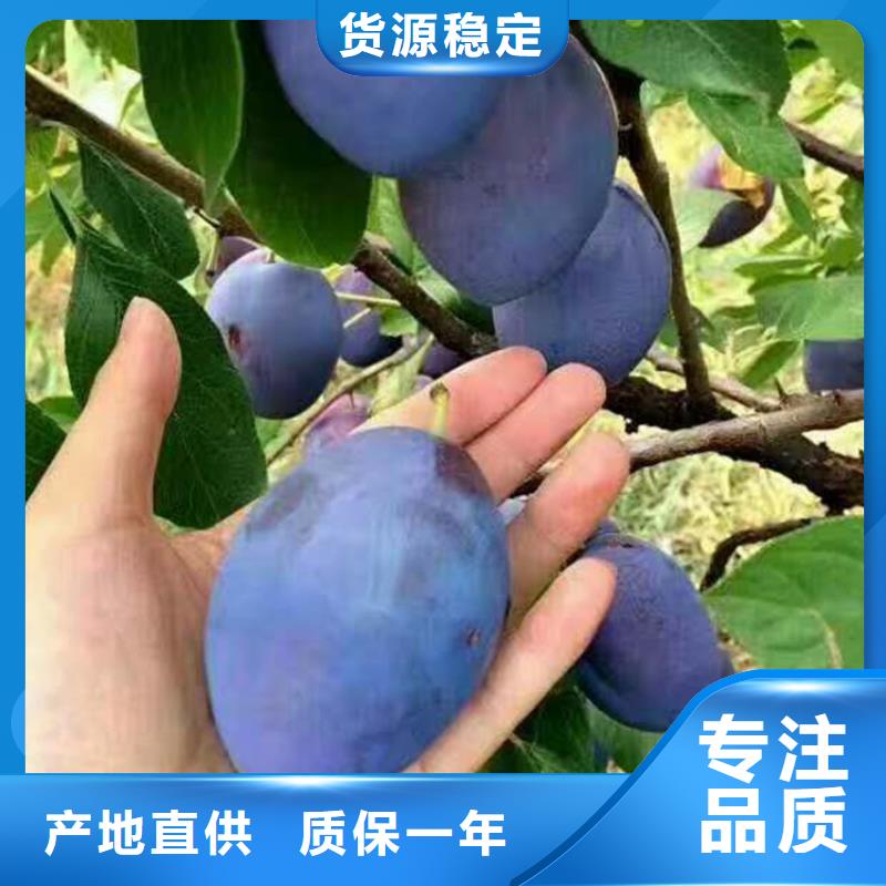 李子-石榴苗实拍展现