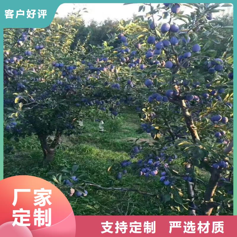 【李子】_北美冬青价格有优势