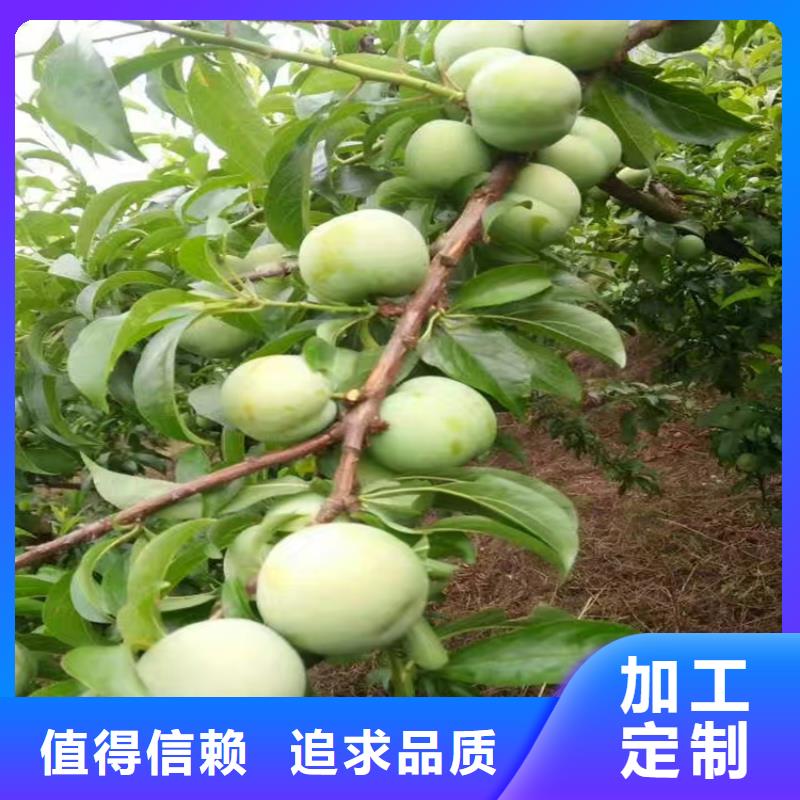 李子樱桃苗专业生产品质保证