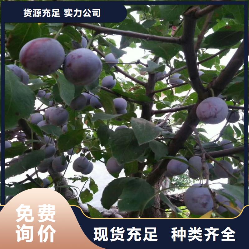 【李子】,桃树苗产品参数覆盖范围含|雨城|荥经|攀枝花|甘孜|宜宾|巴中|自贡|泸州|阿坝