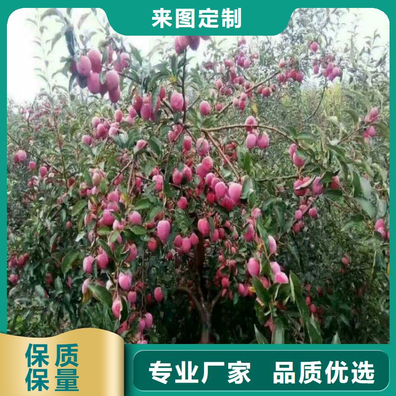 李子苹果苗产地直销