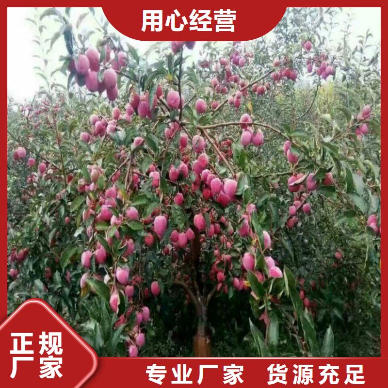李子樱桃苗专业生产品质保证