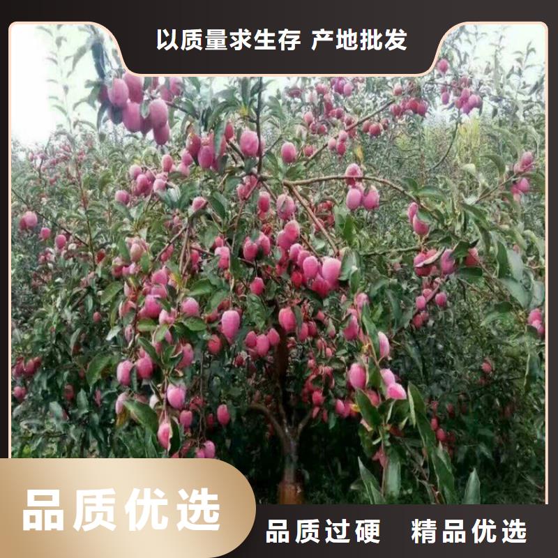 李子李子苗当日价格