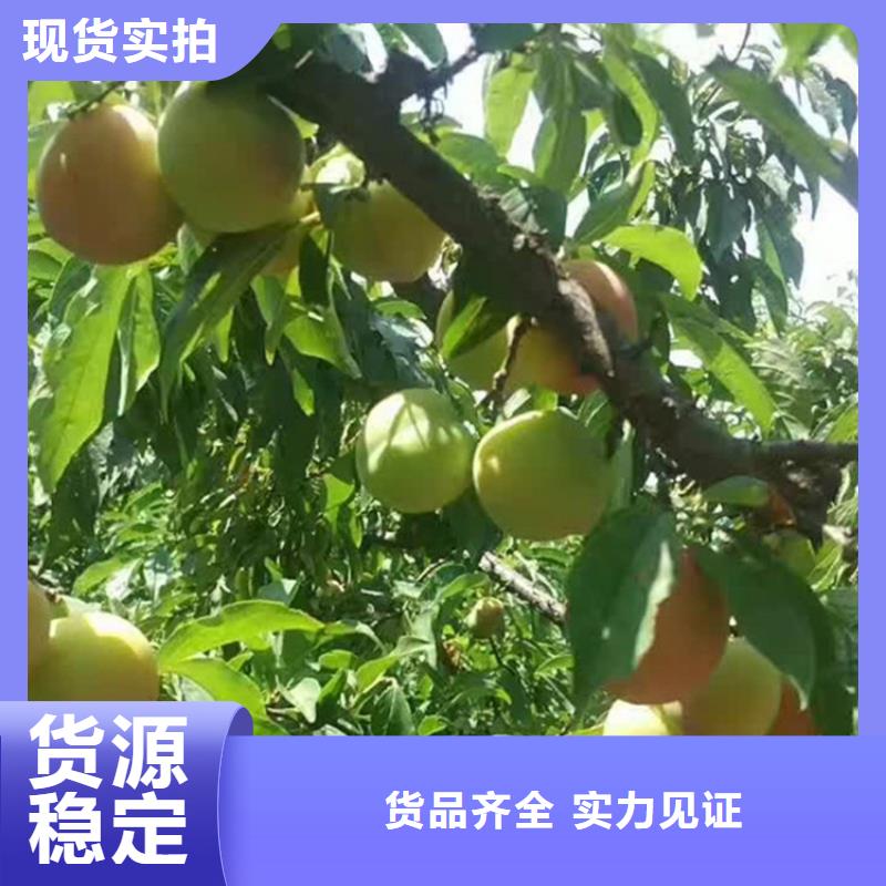 李子李子苗当日价格