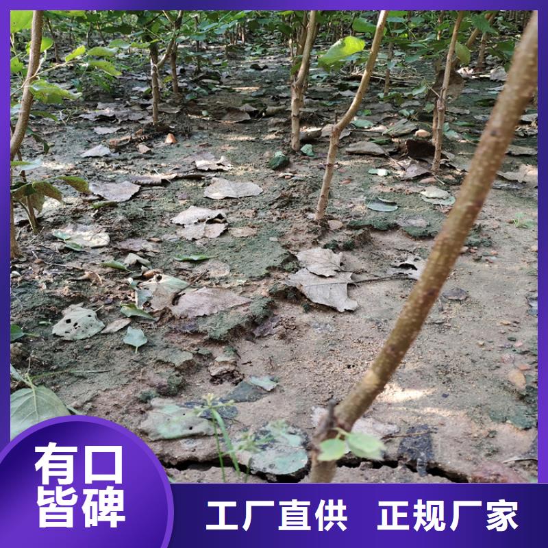 【李子,梨树苗分类和特点】