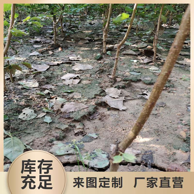 李子樱桃苗专业生产品质保证