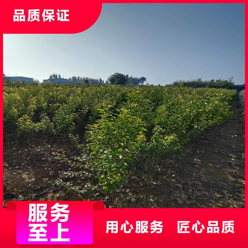 【李子】梨树苗高品质诚信厂家
