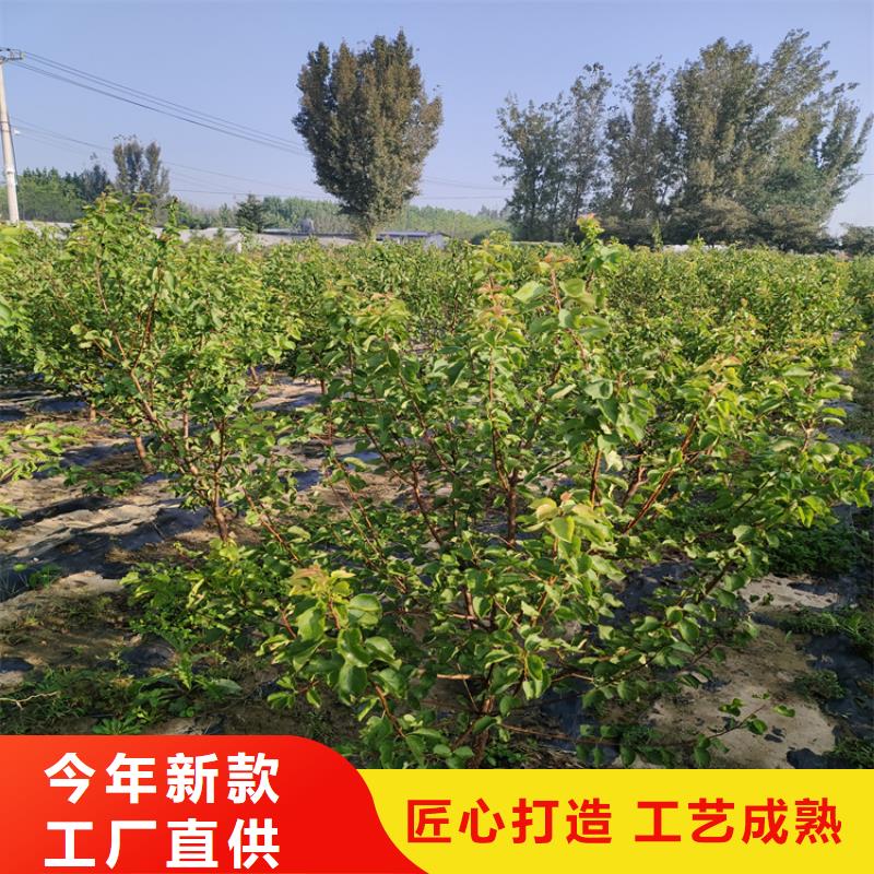 李子-石榴苗实拍展现