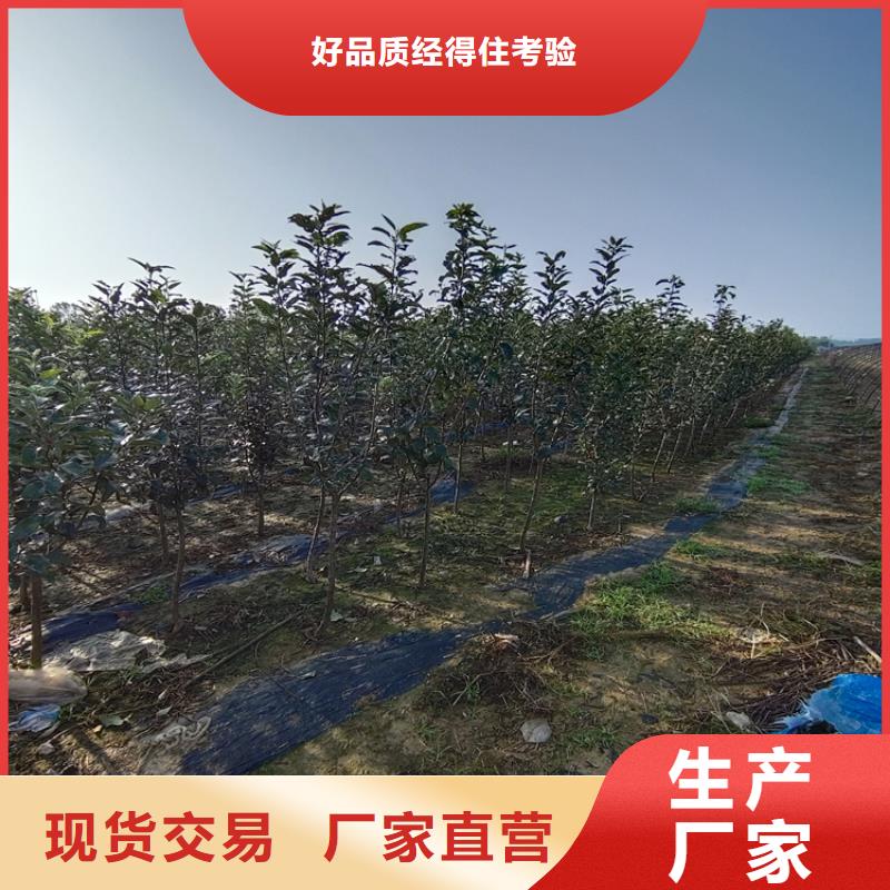 李子樱桃苗专业生产品质保证