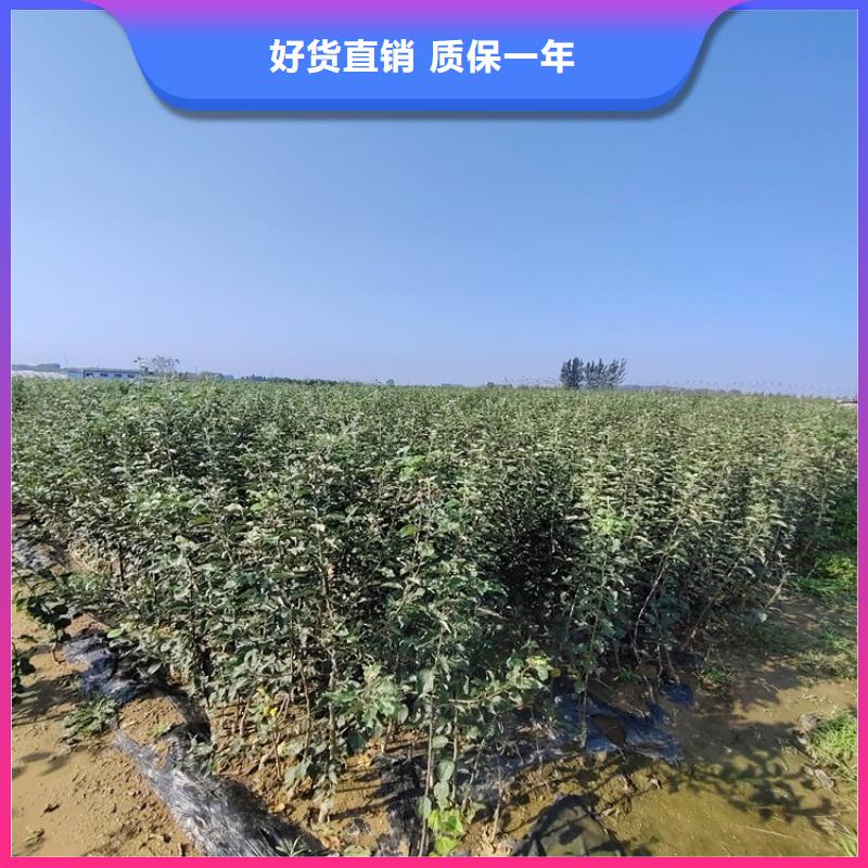 【李子】_北美冬青价格有优势