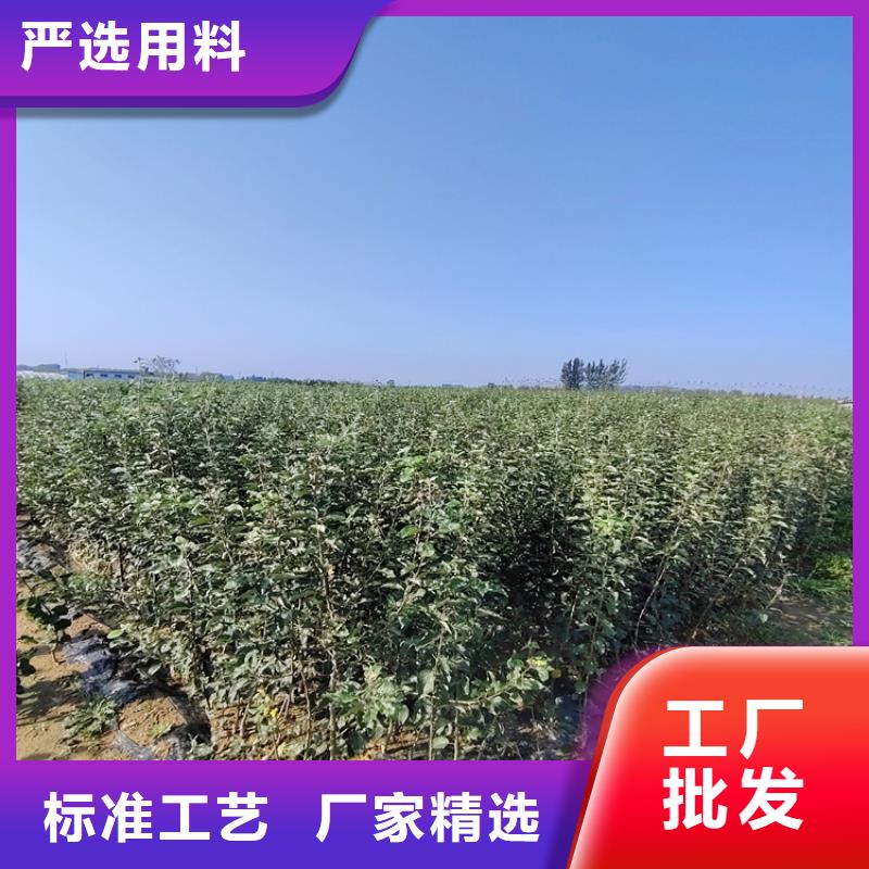【李子】梨树苗高品质诚信厂家
