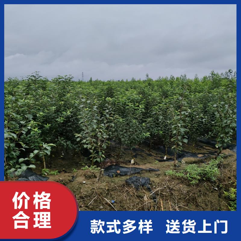 【李子】桃树苗品牌企业