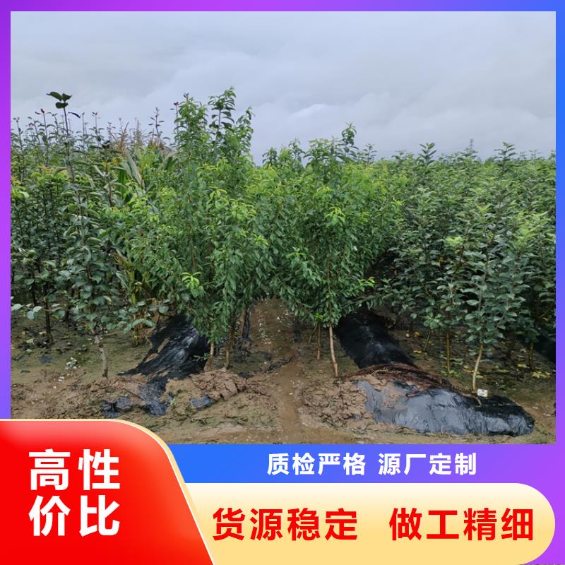 李子李子苗当日价格