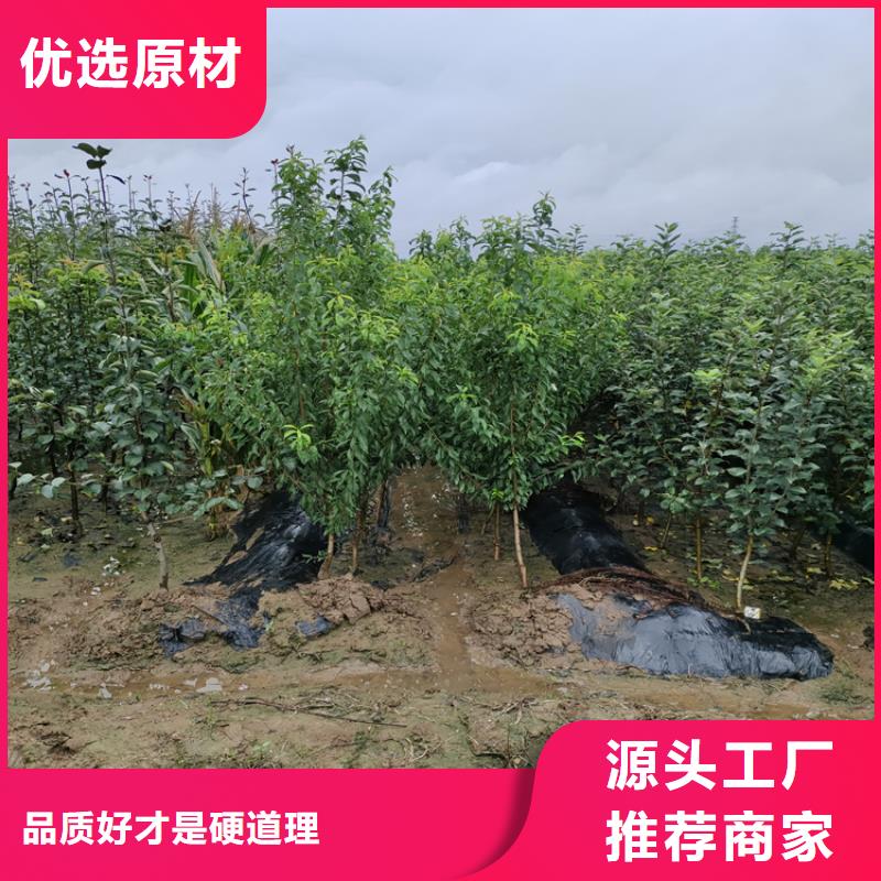 李子梨树苗采购无忧