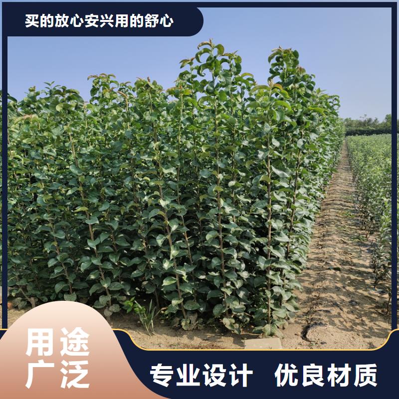 李子,苹果苗可放心采购