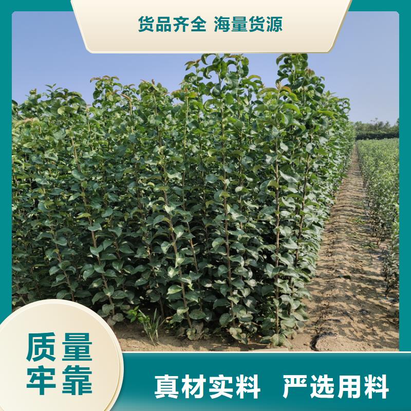 李子石榴树质量三包