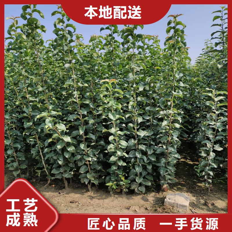 李子苹果苗产地直销