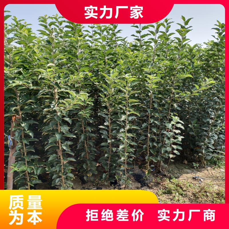李子梨树苗采购无忧