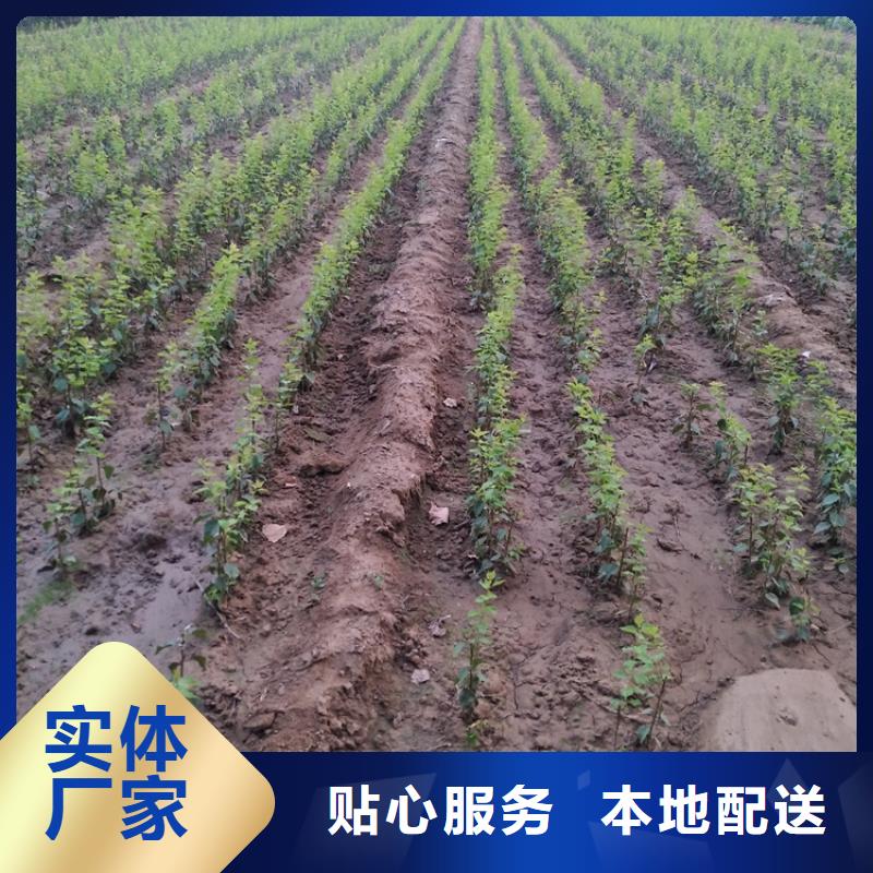 【李子】_北美冬青价格有优势