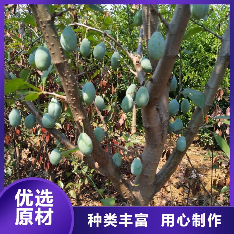 【李子桃树苗一站式采购商家】