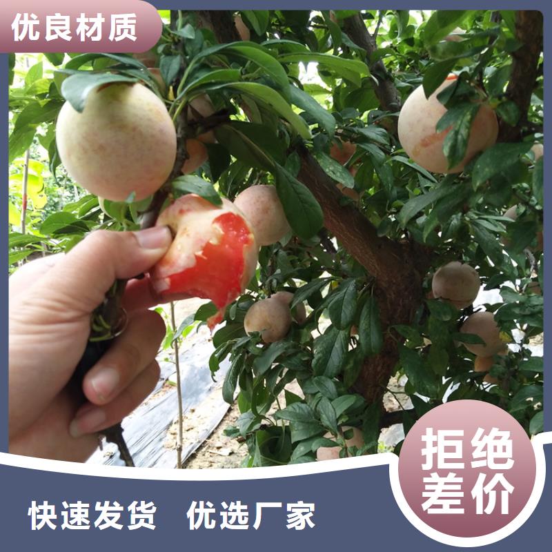 【李子桃树苗一站式采购商家】