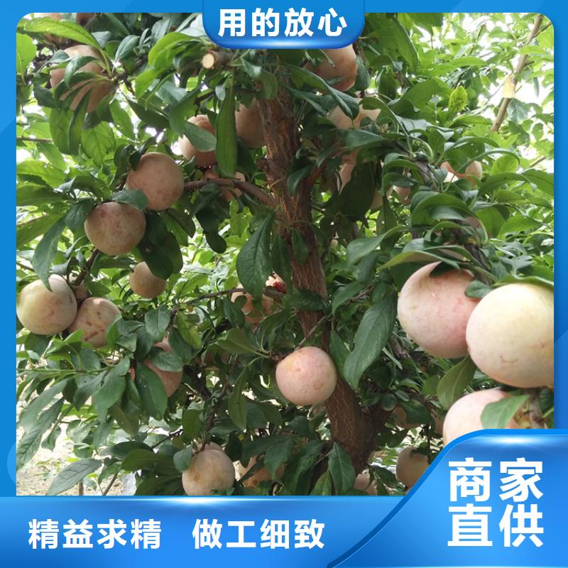 李子-【樱桃苗】追求细节品质-轩园园艺场(遂宁市分公司)