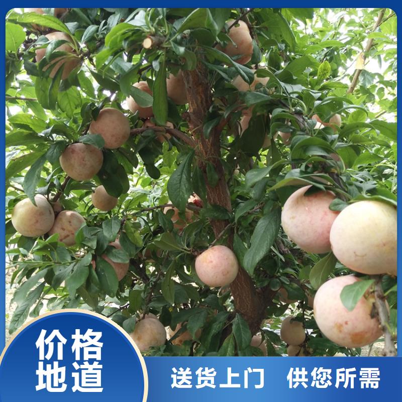 李子石榴树质量三包
