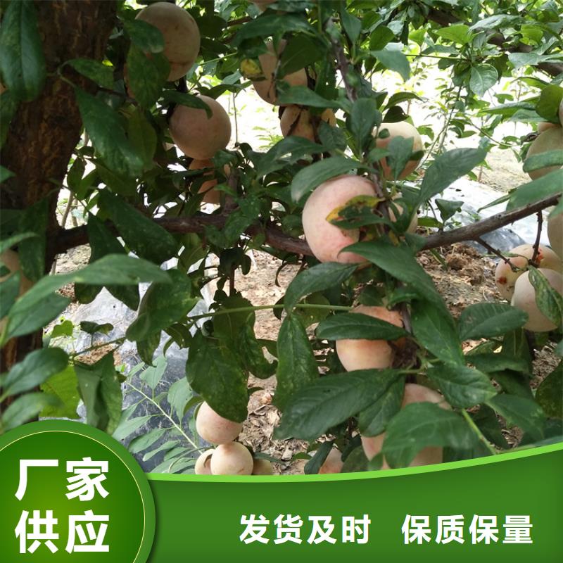 【李子】梨树苗高品质诚信厂家