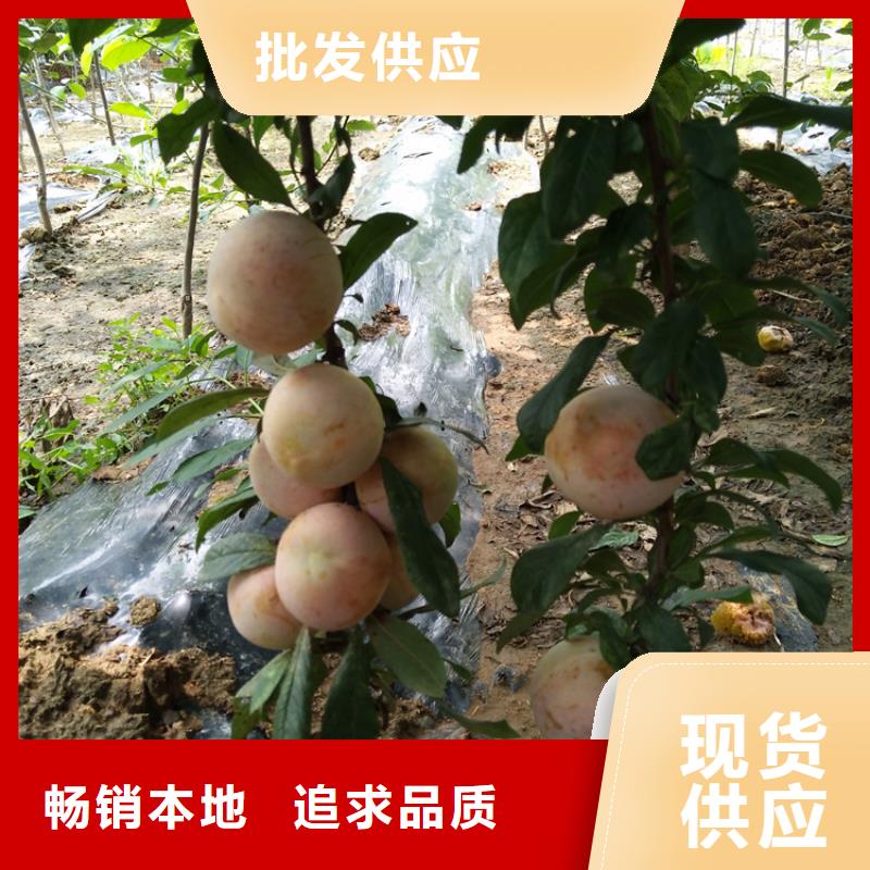 【李子】,桃树苗产品参数覆盖范围含|雨城|荥经|攀枝花|甘孜|宜宾|巴中|自贡|泸州|阿坝