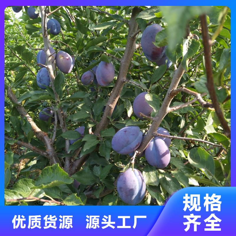 【李子,梨树苗分类和特点】