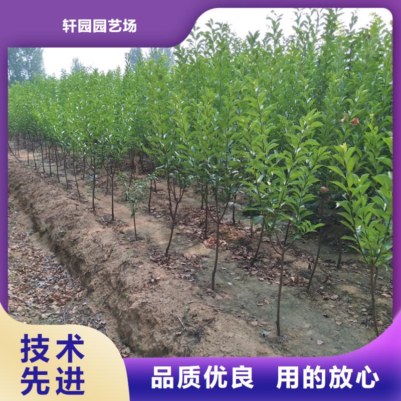 李子樱桃苗专业生产品质保证