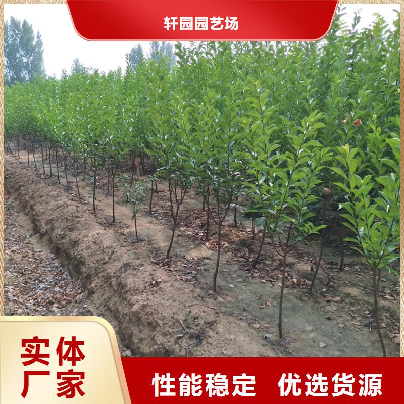 李子-【樱桃苗】追求细节品质-轩园园艺场(遂宁市分公司)