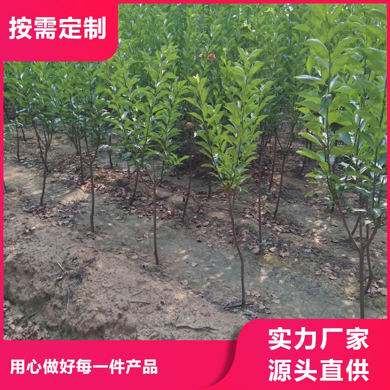 【李子】桃树苗品牌企业