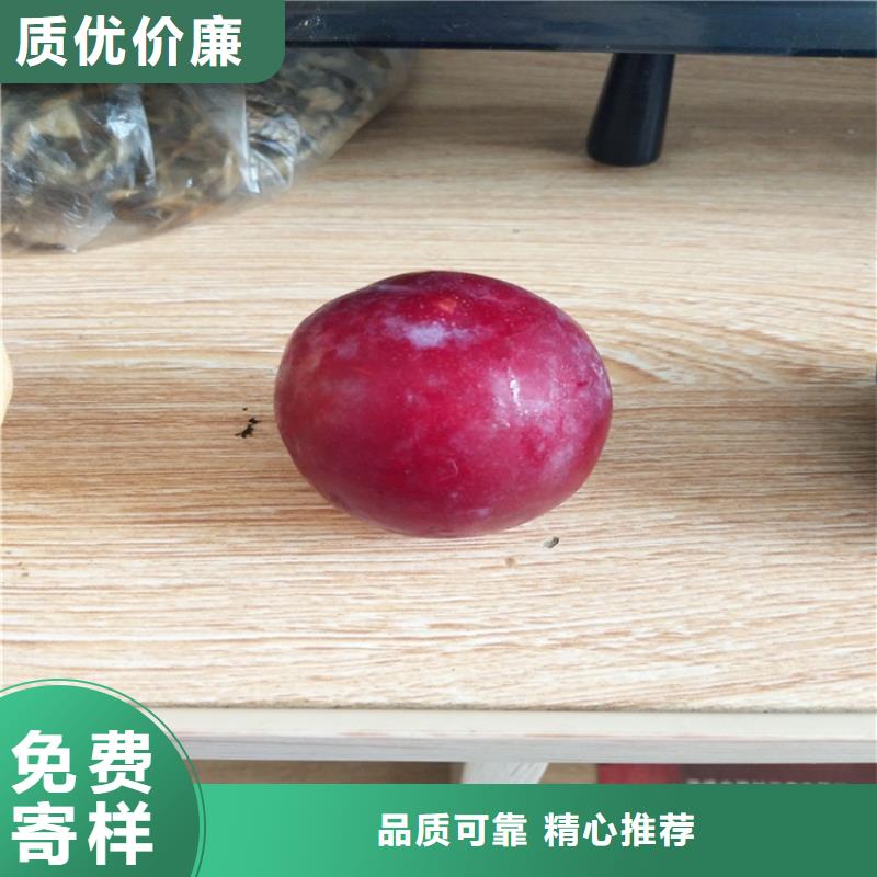 李子_李树苗产地货源