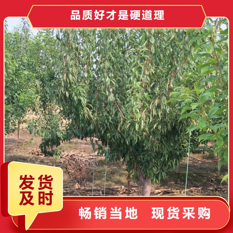 李子,苹果苗可放心采购