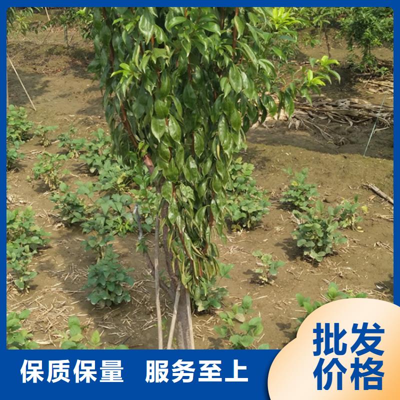 李子梨树苗采购无忧