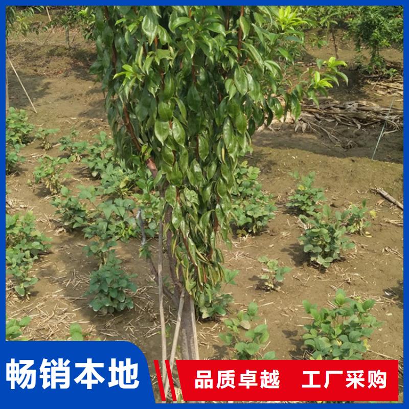 【李子】梨树苗高品质诚信厂家