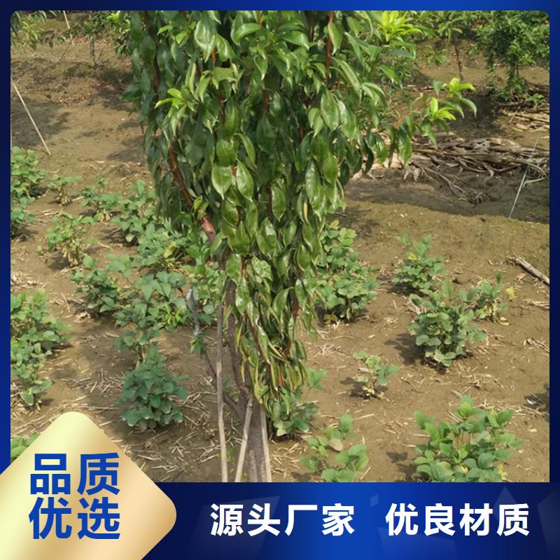 【李子】,桃树苗产品参数覆盖范围含|雨城|荥经|攀枝花|甘孜|宜宾|巴中|自贡|泸州|阿坝