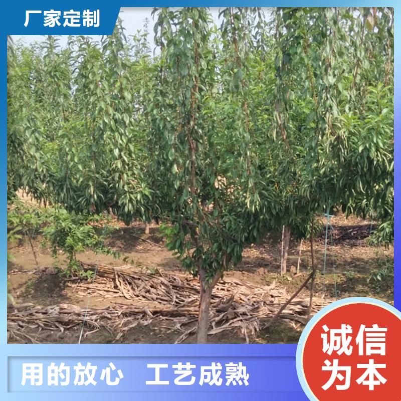 【李子】,桃树苗产品参数覆盖范围含|雨城|荥经|攀枝花|甘孜|宜宾|巴中|自贡|泸州|阿坝