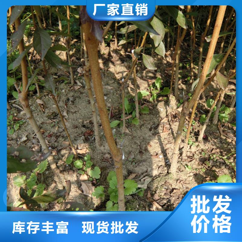 李子李子苗当日价格