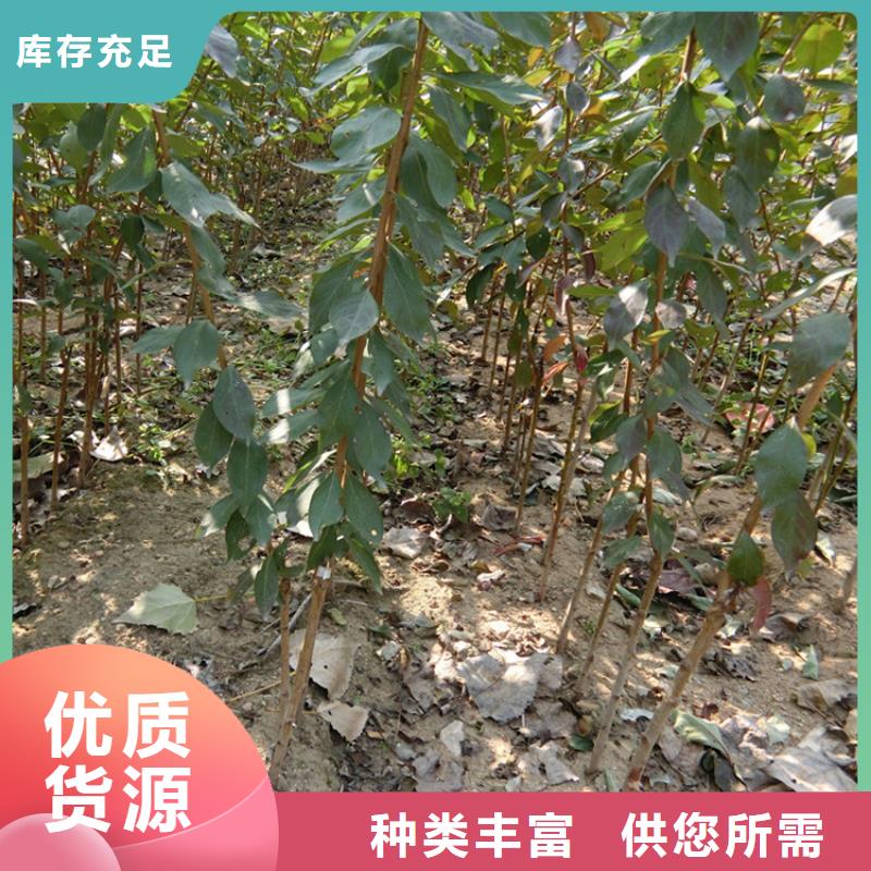 李子李子苗当日价格