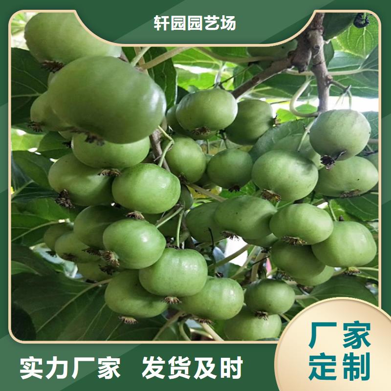 【猕猴桃苹果苗物流配货上门】